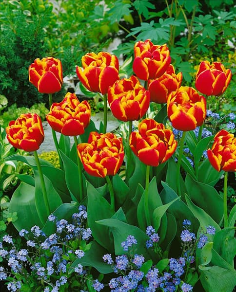 Tulipa Double Late Allegretto