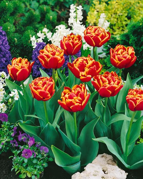 Tulipa - Double Late (DLT) Allegretto