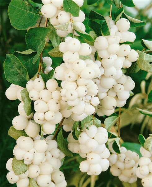 Symphoricarpos x doorenbosii White Hedge