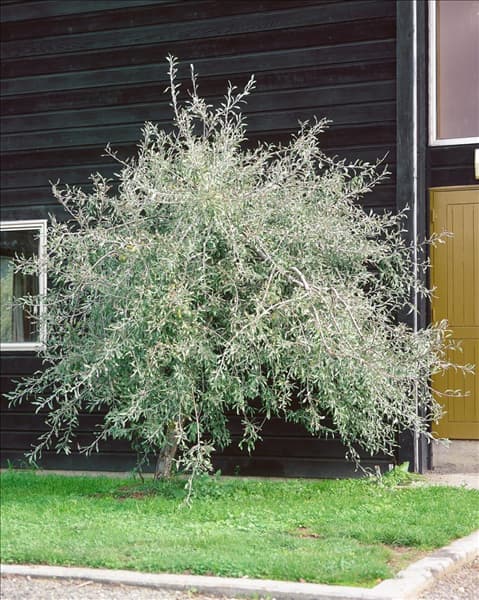 Pyrus salicifolia Pendula