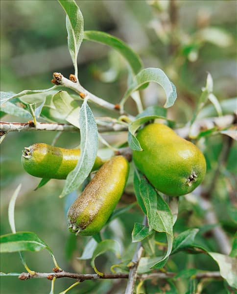 Pyrus salicifolia Pendula
