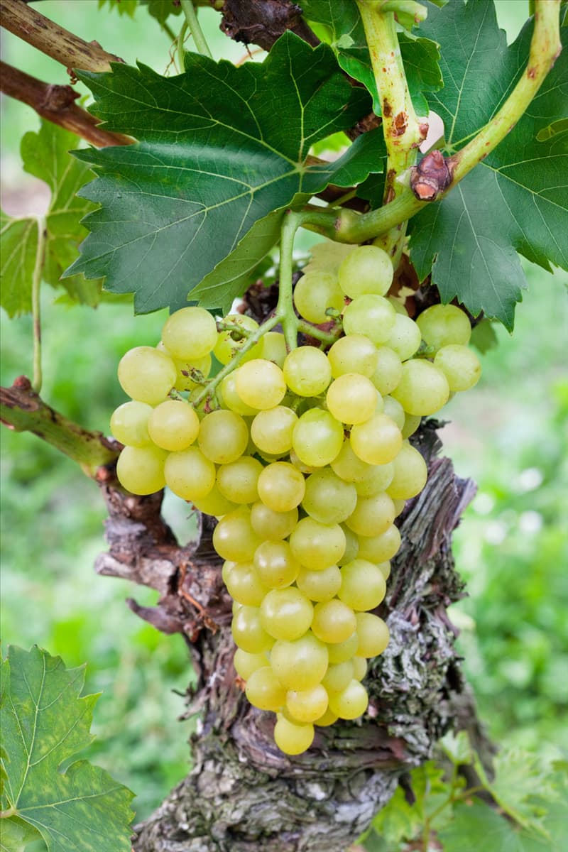 Vitis vinifera subsp. vinifera Prim