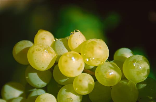 Vitis vinifera, Stimmung