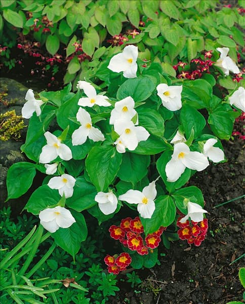 TRILLIUM GRANDIFLORUM