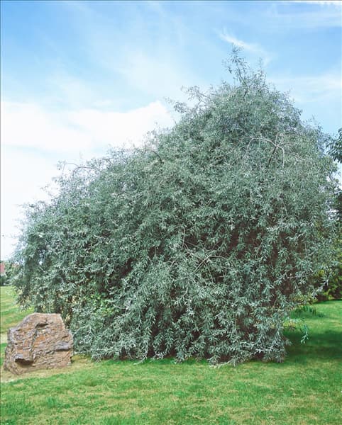 Pyrus salicifolia Pendula