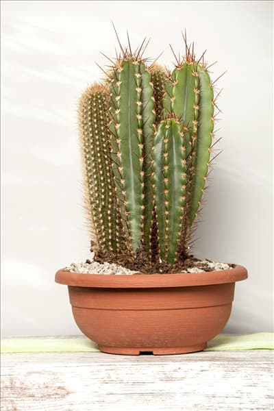 Cereus
