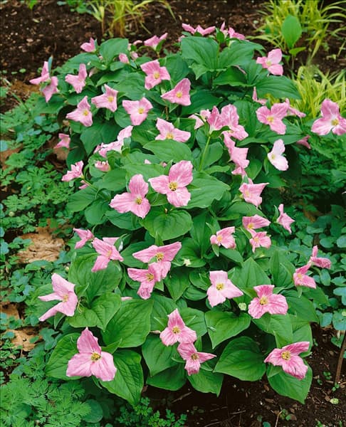 Trillium grandiflorum f. roseum