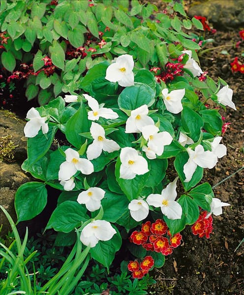 Trillium grandiflorum