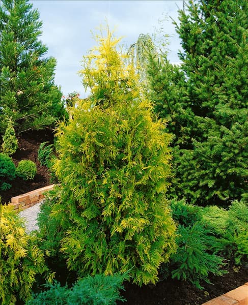 Thuja occidentalis Europe Gold