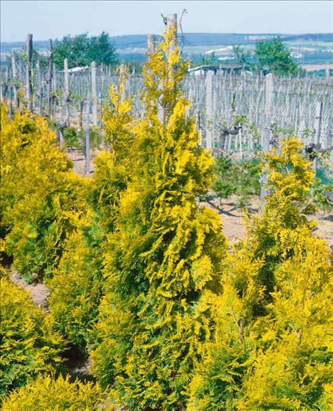 Thuja occidentalis Barabits Gold