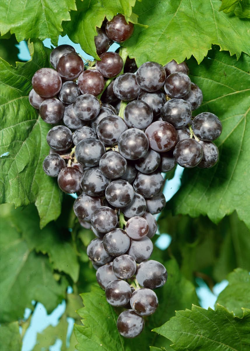 Vitis vinifera Blauer Burgunder