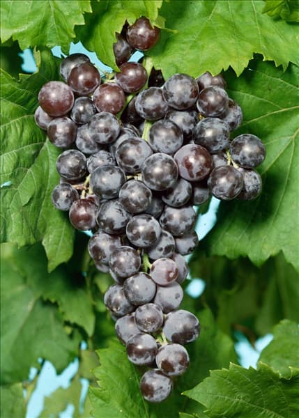 Vitis vinifera 'Blauer Spätburgunder'(s)