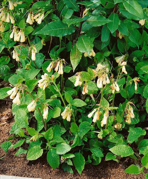 SYMPHYTUM GRANDIFLORUM