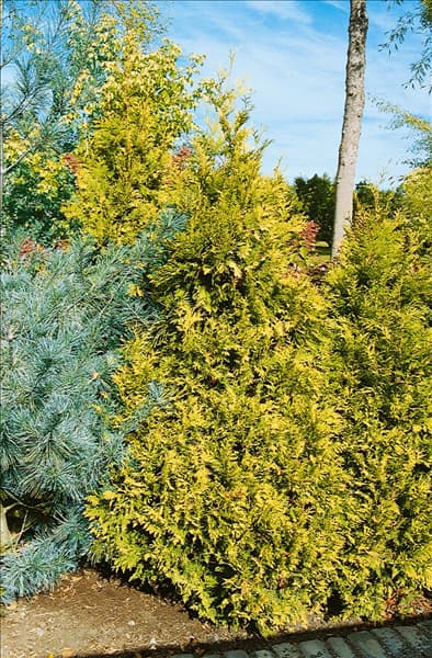 Thuja occidentalis Darts Gold