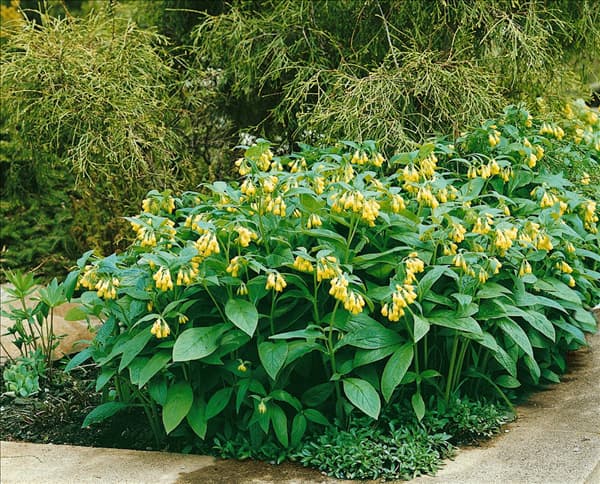 Symphytum grandiflorum