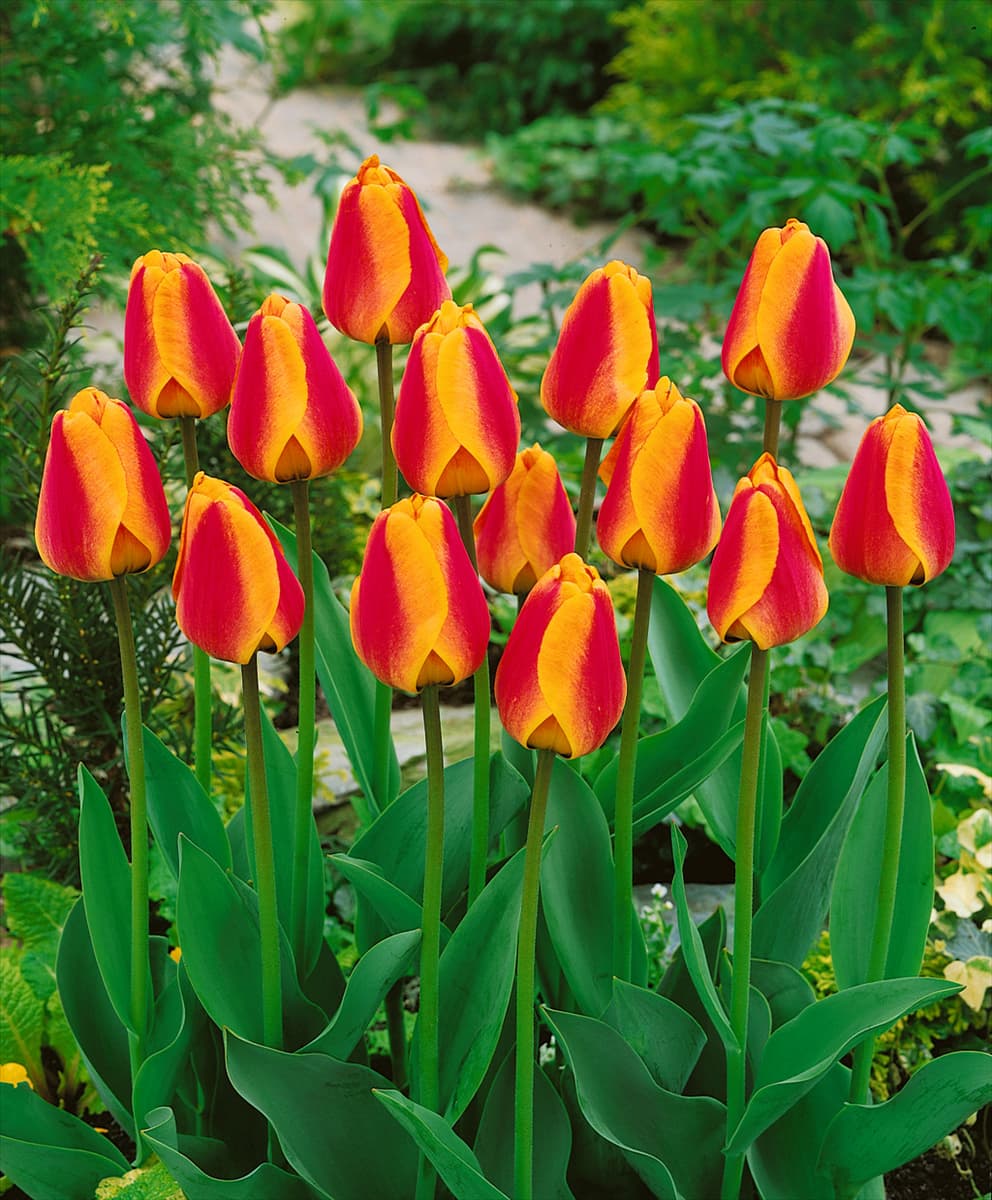 Tulipa Darwin Hybrid Apeldoorn's Elite