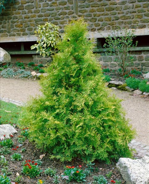 Thuja occidentalis Rheingold