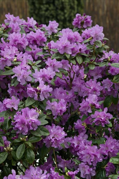 Rhododendron x praecox