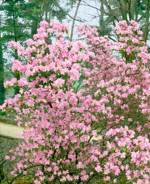 Rhododendron Praecox