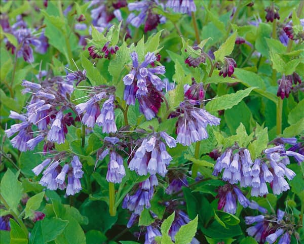 Symphytum grandiflorum Miraculum