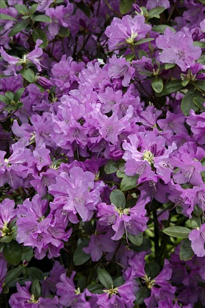 Rhododendron x praecox