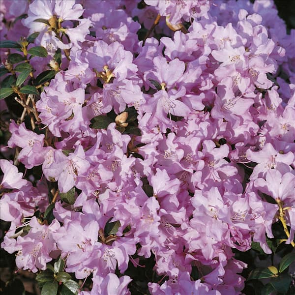 Rhododendron Praecox