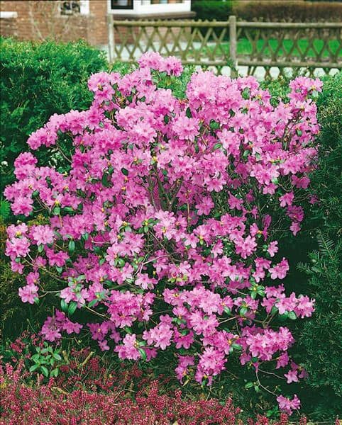 Rhododendron Praecox