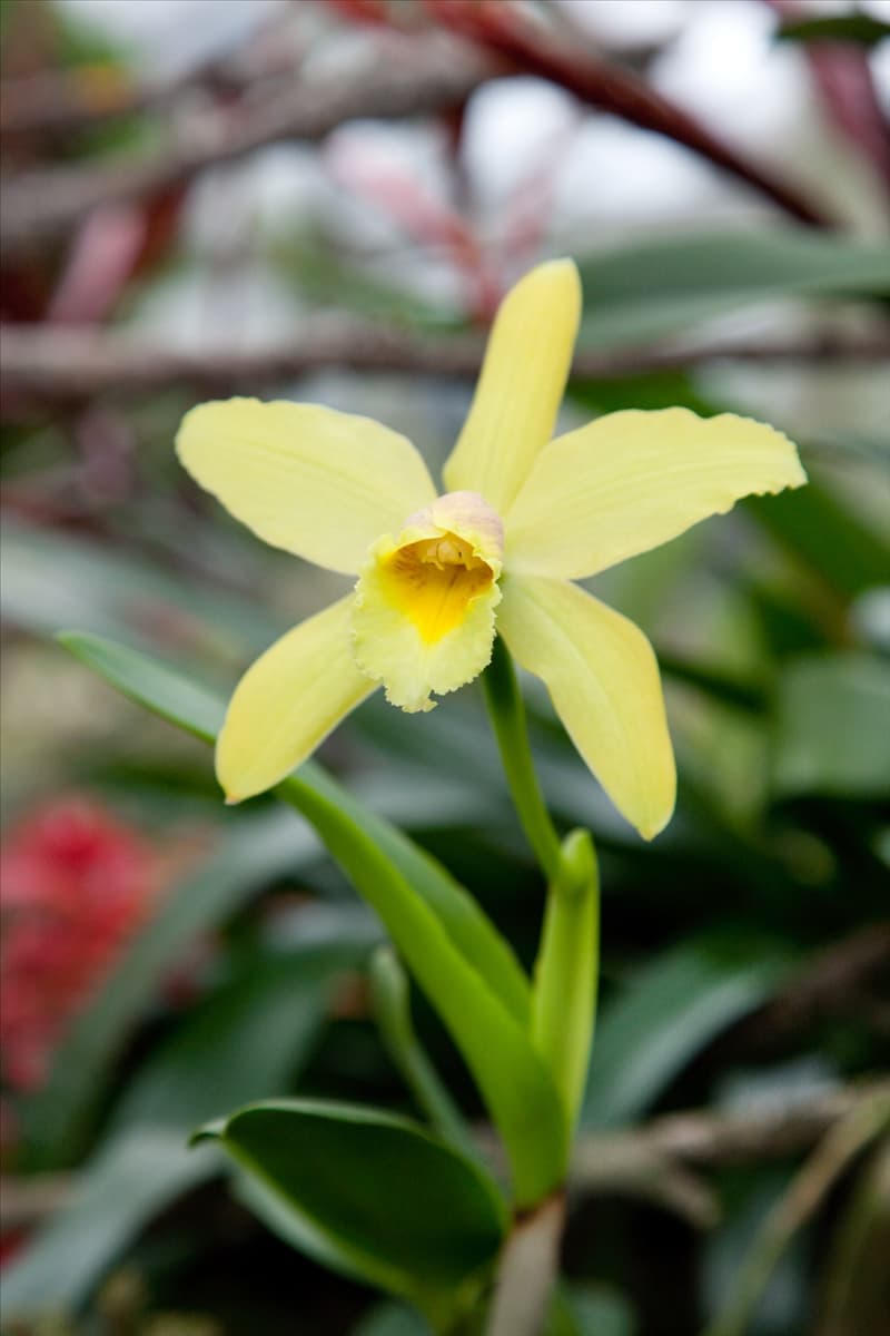 Cattleya, gelb