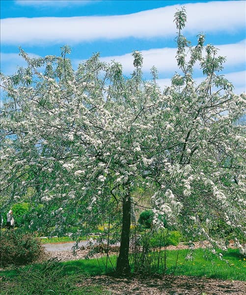 Pyrus salicifolia Pendula