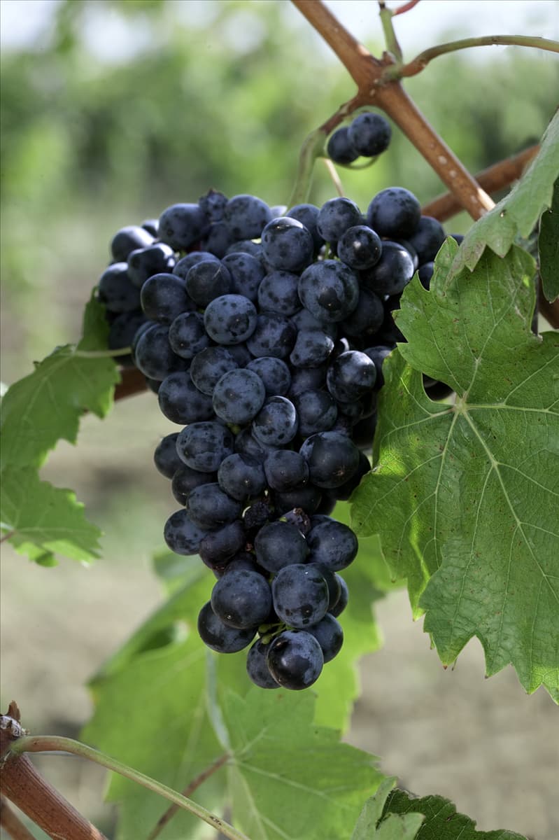 Vitis vinifera Cabernet Sauvignon