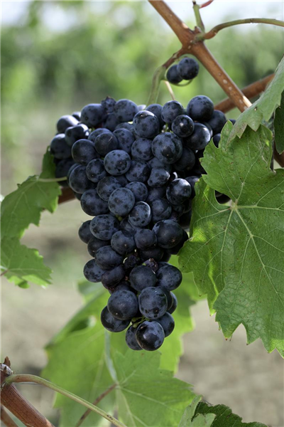 Vitis vinifera Cabernet Sauvignon