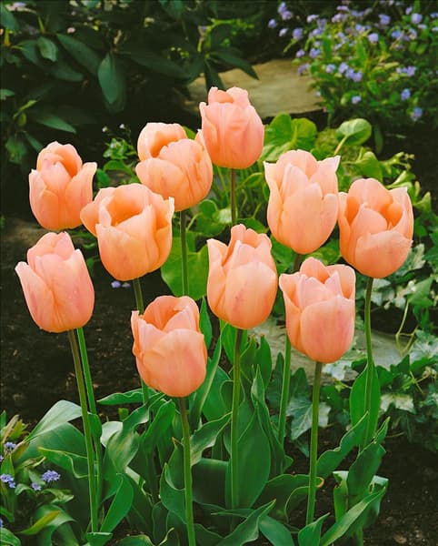 Tulipa Single Early Apricot Beauty