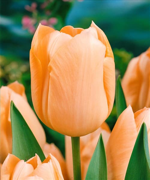 Tulipa - Triumph (TT) Apricot Beauty