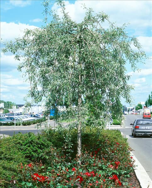 Pyrus salicifolia Pendula
