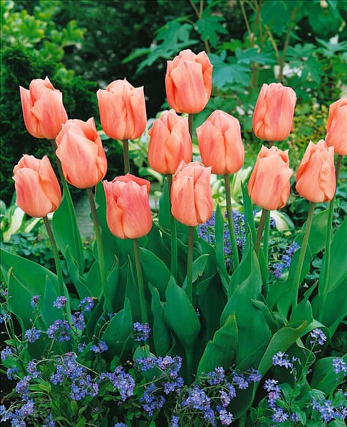 Tulipa - Triumph (TT) Apricot Beauty