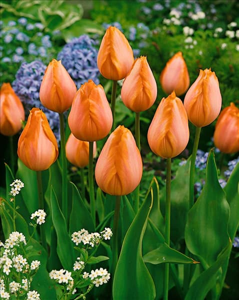 Tulipa - Triumph (TT) Apricot Beauty