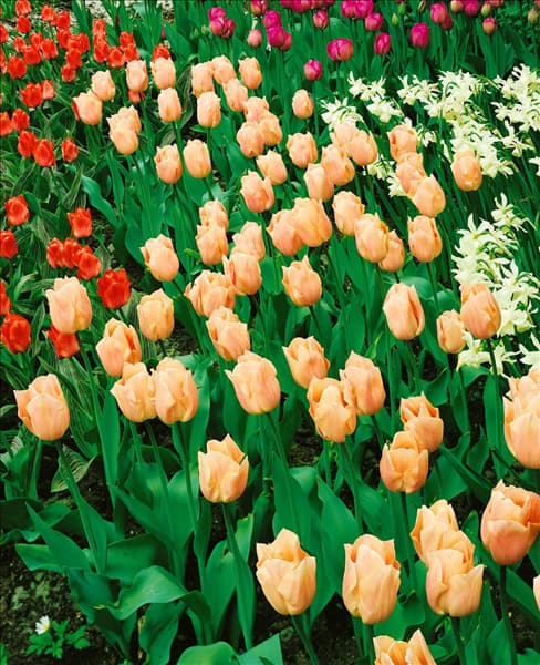 Tulipa - Triumph (TT) Apricot Beauty