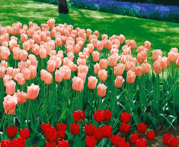 Tulipa - Single Early (EVT) Apricot Beauty