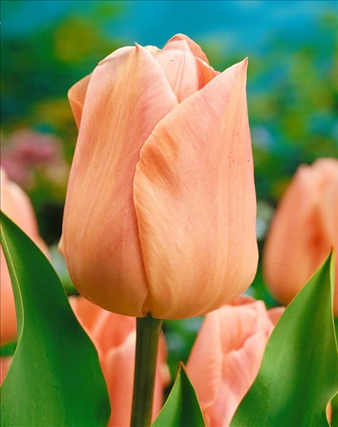 Tulipa - Triumph (TT) Apricot Beauty