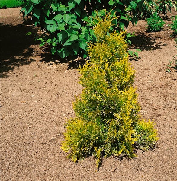 Thuja occidentalis Barabits Gold
