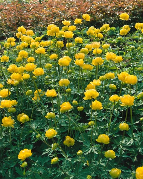 Trollius chinensis Golden Queen