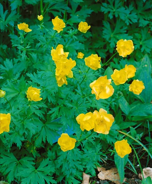 Trollius chinensis Golden Queen