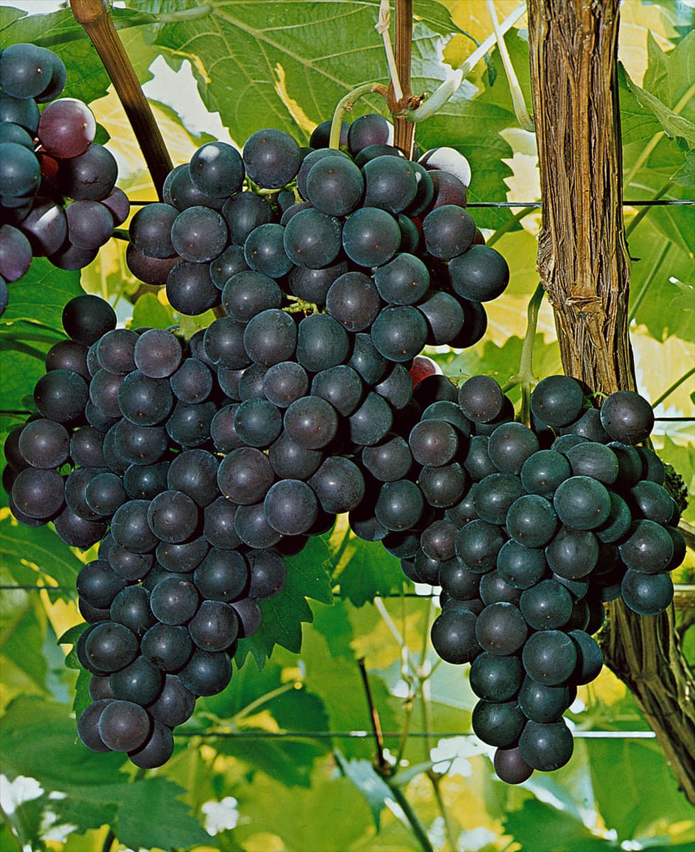 Vitis vinifera subsp. vinifera