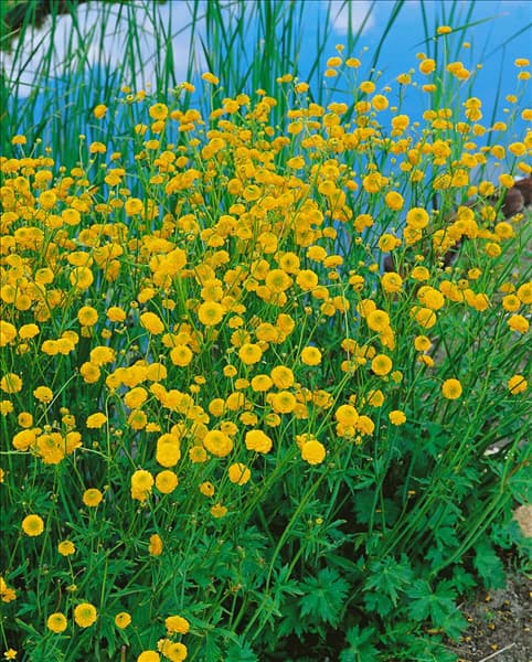 Trollius chinensis Golden Queen