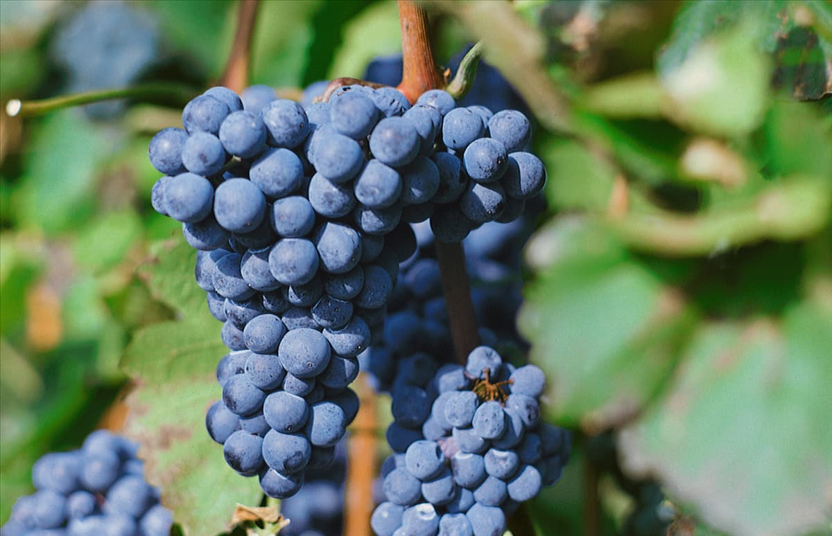 Vitis vinifera subsp. vinifera