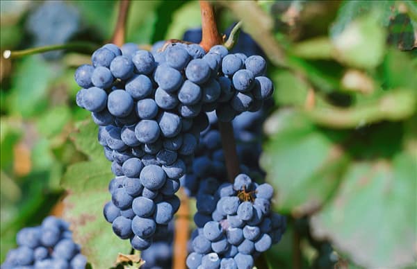 Vitis vinifera subsp. vinifera
