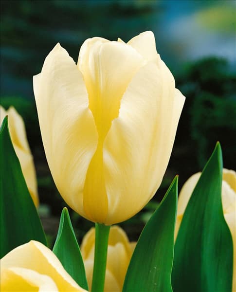 Triumph Tulpe (TT) Cream Perfection
