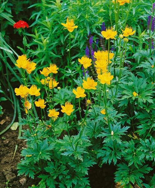 Trollius chinensis Golden Queen
