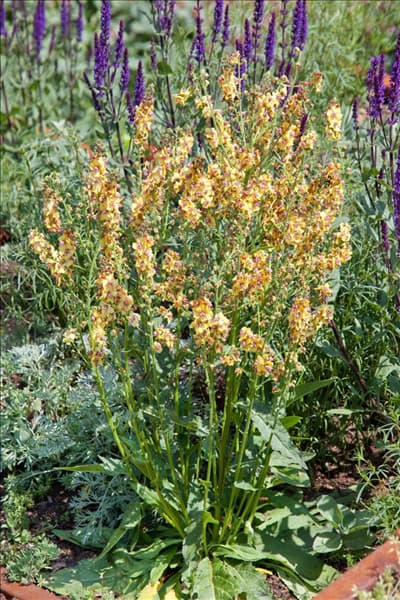 Verbascum Clementine