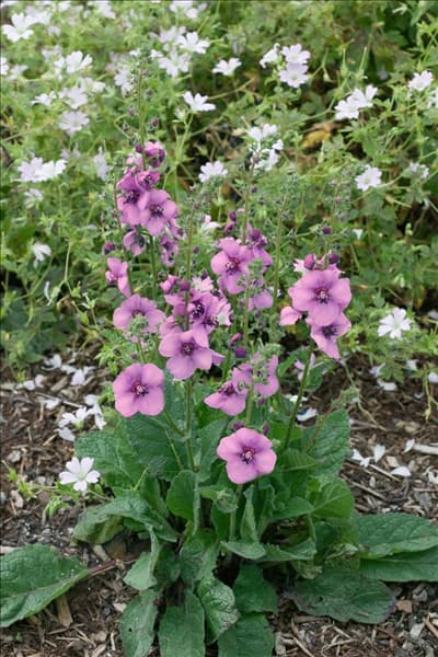 Verbascum Lavender Lass